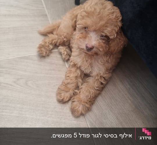 גור כלבים חום שוכב על רצפה ליד ספה